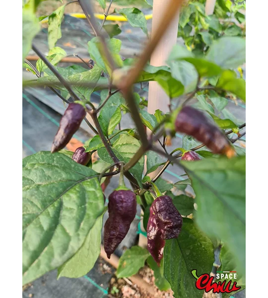 Freedom F3 (10+ Seeds)