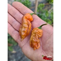 Freedom F3 (10+ Seeds) Freedom F3 (10+ Seeds)