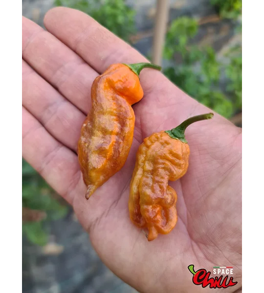 Freedom F3 (10+ Seeds)