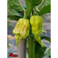 Gasoline F3 (10+ Seeds) Gasoline F3 (10+ Seeds)