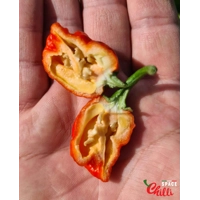 HabaReaper Red F4 (10+ Seeds)