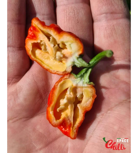 HabaReaper Red F4 (10+ Seeds)