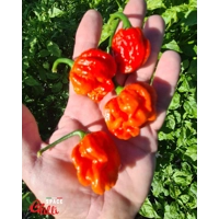 HabaReaper Red F4 (10+ Seeds)