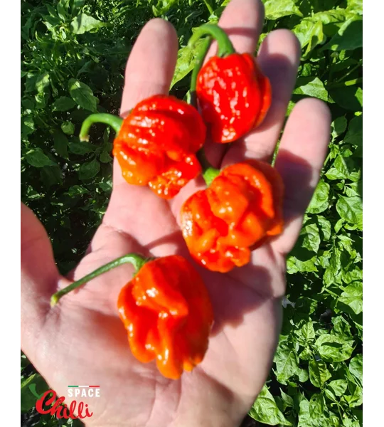 HabaReaper Red F4 (10+ Seeds)