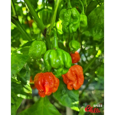 HabaReaper Red F4 (10+ Seeds) HabaReaper Red F4 (10+ Seeds)
