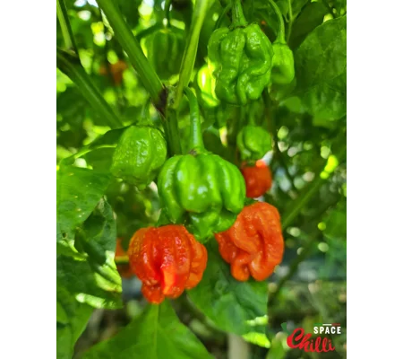 HabaReaper Red F4 (10+ Seeds)
