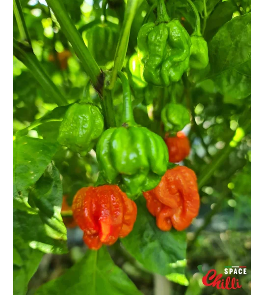 HabaReaper Red F4 (10+ Seeds)