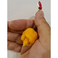 HabaReaper Peach F4 (10+ Seeds) HabaReaper Peach F4 (10+ Seeds)