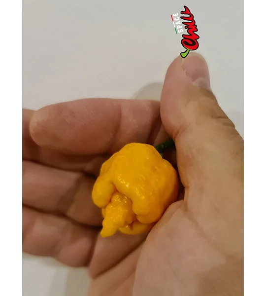 HabaReaper Peach F4 (10+ Seeds)