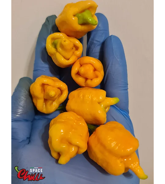 HabaReaper Peach F4 (10+ Seeds)
