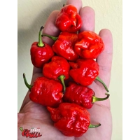 HabaReaper Red F4 (10+ Seeds)