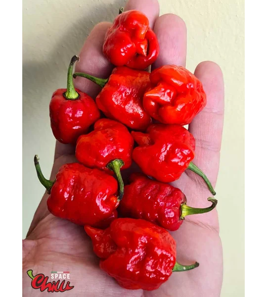 HabaReaper Red F4 (10+ Seeds)