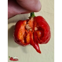 HabaReaper Red F4 (10+ Seeds)