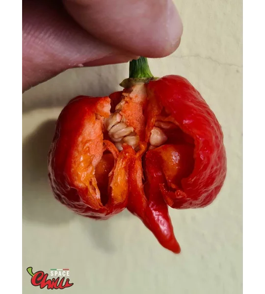 HabaReaper Red F4 (10+ Seeds)