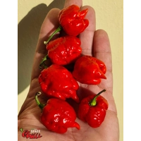HabaReaper Red F4 (10+ Seeds)