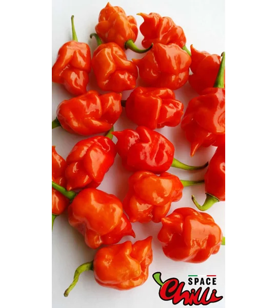 HabaReaper Red F4 (10+ Seeds)