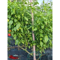 HabaReaper Red F4 (10+ Seeds)