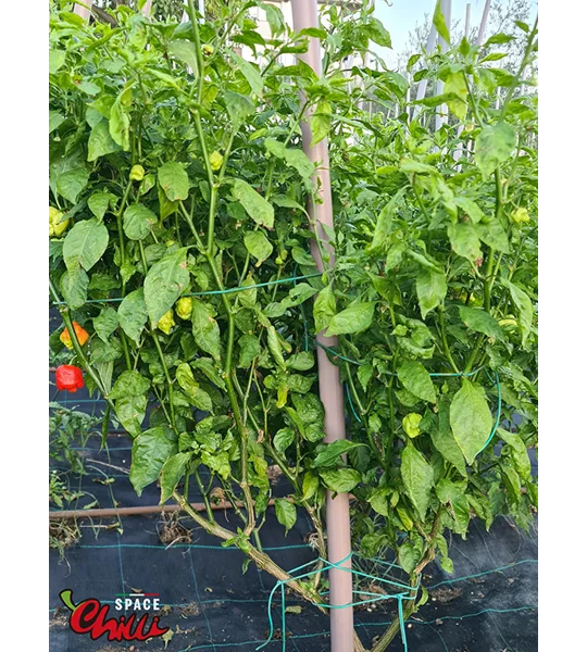 HabaReaper Red F4 (10+ Seeds)