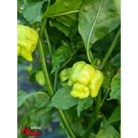 HabaReaper Peach F4 (10+ Seeds) HabaReaper Peach F4 (10+ Seeds)