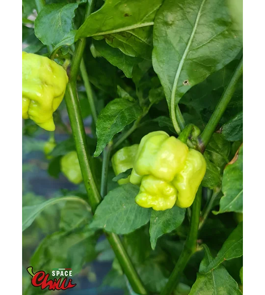 HabaReaper Red F4 (10+ Seeds)