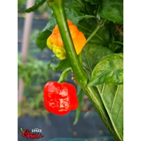 HabaReaper Red F4 (10+ Seeds)