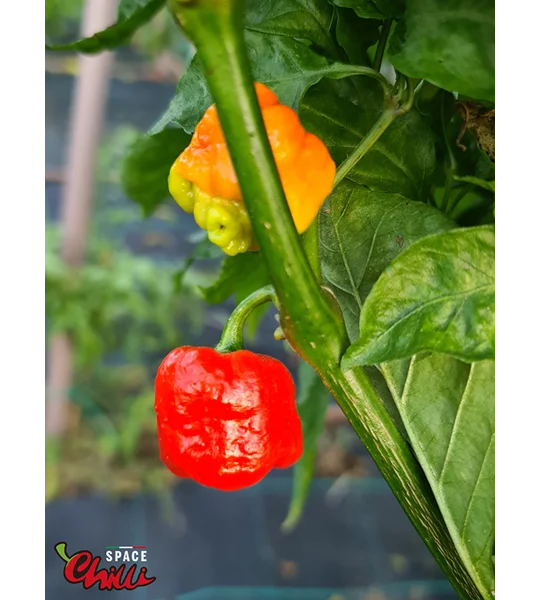 HabaReaper Red F4 (10+ Seeds)