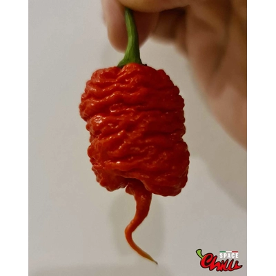 Hydra Red F5 (10+ Seeds) Hydra Red F5 (10+ Seeds)