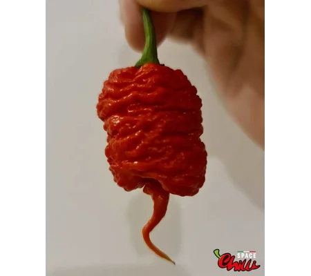 Hydra Red F5 (10+ Seeds)