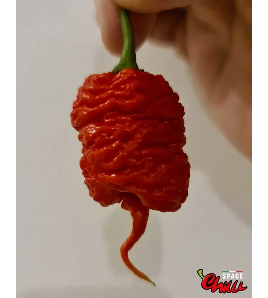 Hydra Red F5 (10+ Seeds)