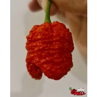 Hydra F5 - Red+Choco (20+ Seeds) Hydra F5 - Red+Choco (20+ Seeds)