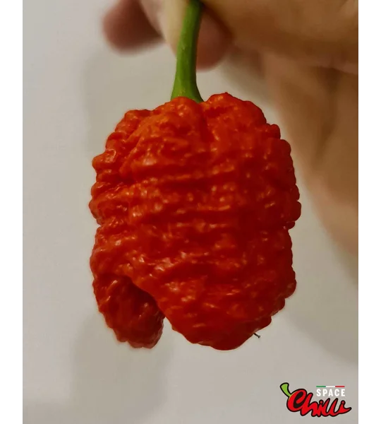 Hydra Red F5 (10+ Seeds)