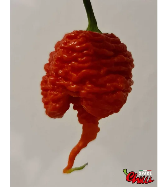 Hydra Red F5 (10+ Seeds)