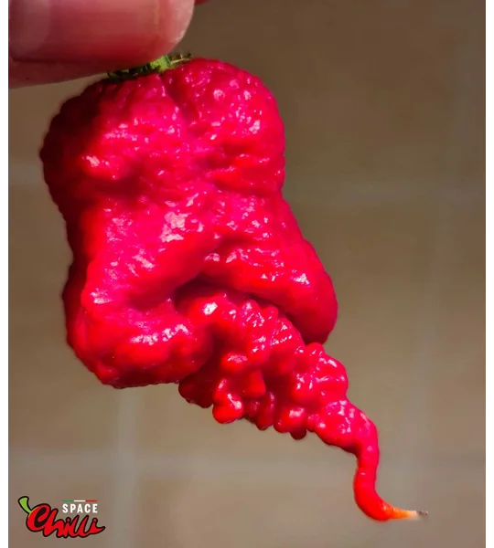 Hydra Red F5 (10+ Seeds)
