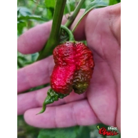 Hydra F5 - Red+Choco (20+ Seeds) Hydra F5 - Red+Choco (20+ Seeds)