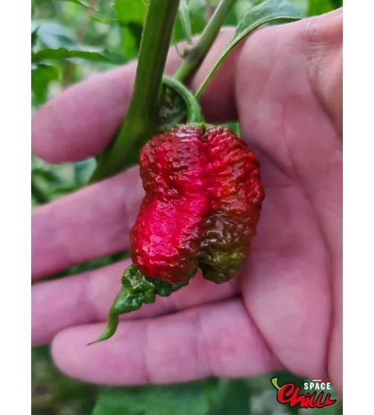Hydra Red F5 (10+ Seeds)