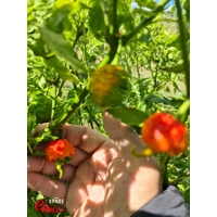 Hydra F5 - Red+Choco (20+ Seeds) Hydra F5 - Red+Choco (20+ Seeds)