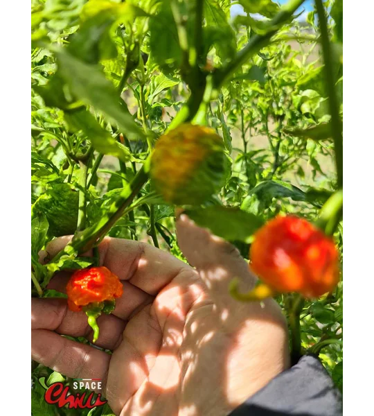 Hydra Red F5 (10+ Seeds)