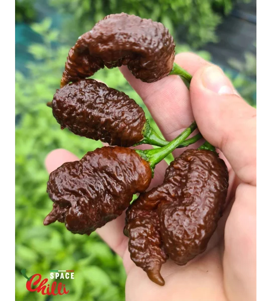 Hydra F5 - Red+Choco (20+ Seeds)