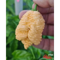 Hydra F5 - Red+Choco (20+ Seeds) Hydra F5 - Red+Choco (20+ Seeds)