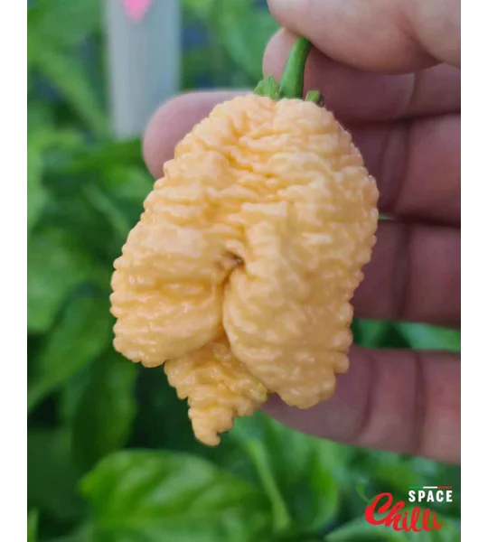Hydra Red F5 (10+ Seeds)