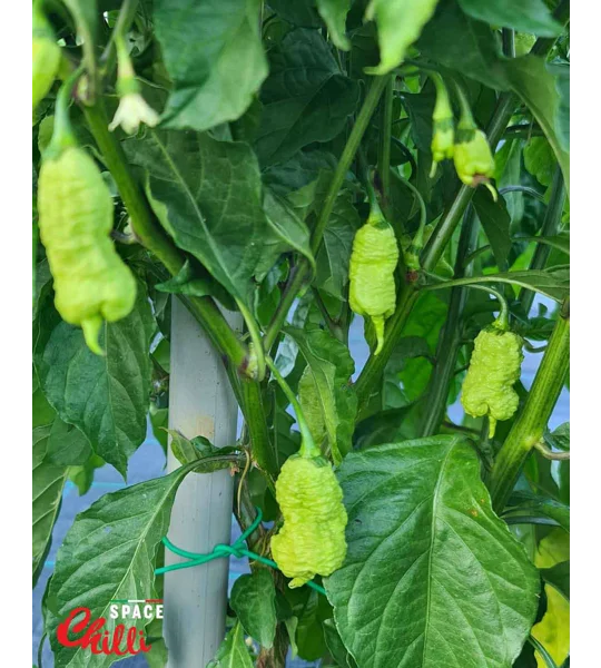 Hydra Red F5 (10+ Seeds)