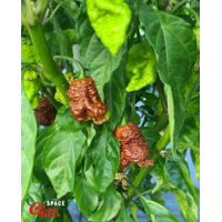 Hydra F5 - Red+Choco (20+ Seeds) Hydra F5 - Red+Choco (20+ Seeds)