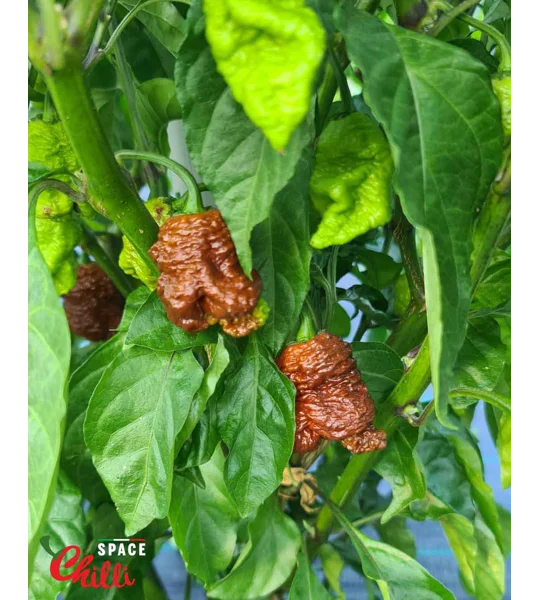 Hydra F5 - Red+Choco (20+ Seeds)