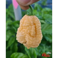 Hydra F5 - Red+Choco (20+ Seeds) Hydra F5 - Red+Choco (20+ Seeds)