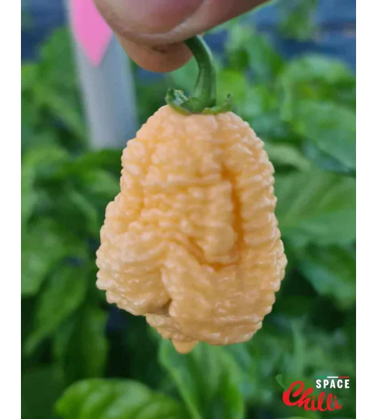 Hydra Red F5 (10+ Seeds)