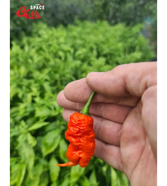 Hydra Red F5 (10+ Seeds)