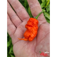 Hydra F5 - Red+Choco (20+ Seeds) Hydra F5 - Red+Choco (20+ Seeds)