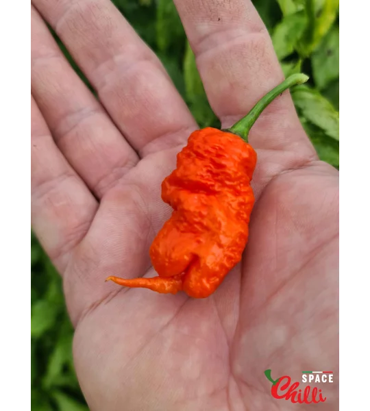 Hydra Red F5 (10+ Seeds)