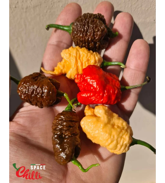 Hydra Red F5 (10+ Seeds)