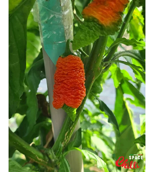 Hydra Red F5 (10+ Seeds)